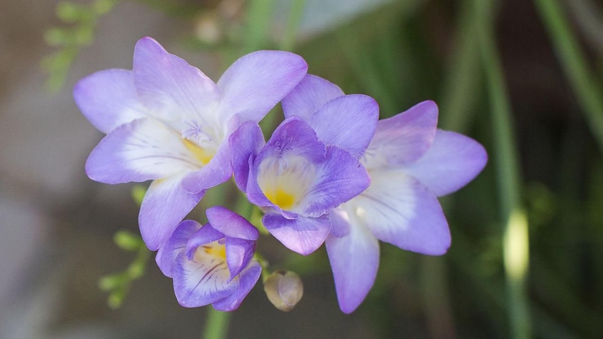 bulbo fresia plantar otono