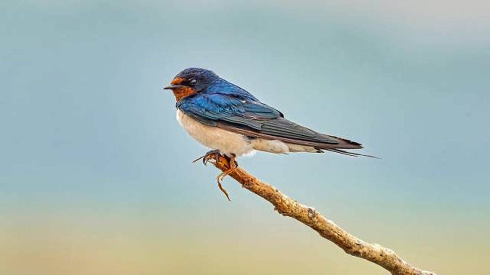 golondrina (1) golondrina (1)