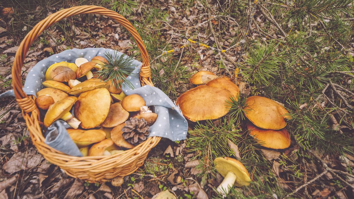 Ir bien equipado y respetar la normativa es fundamental para recoger setas