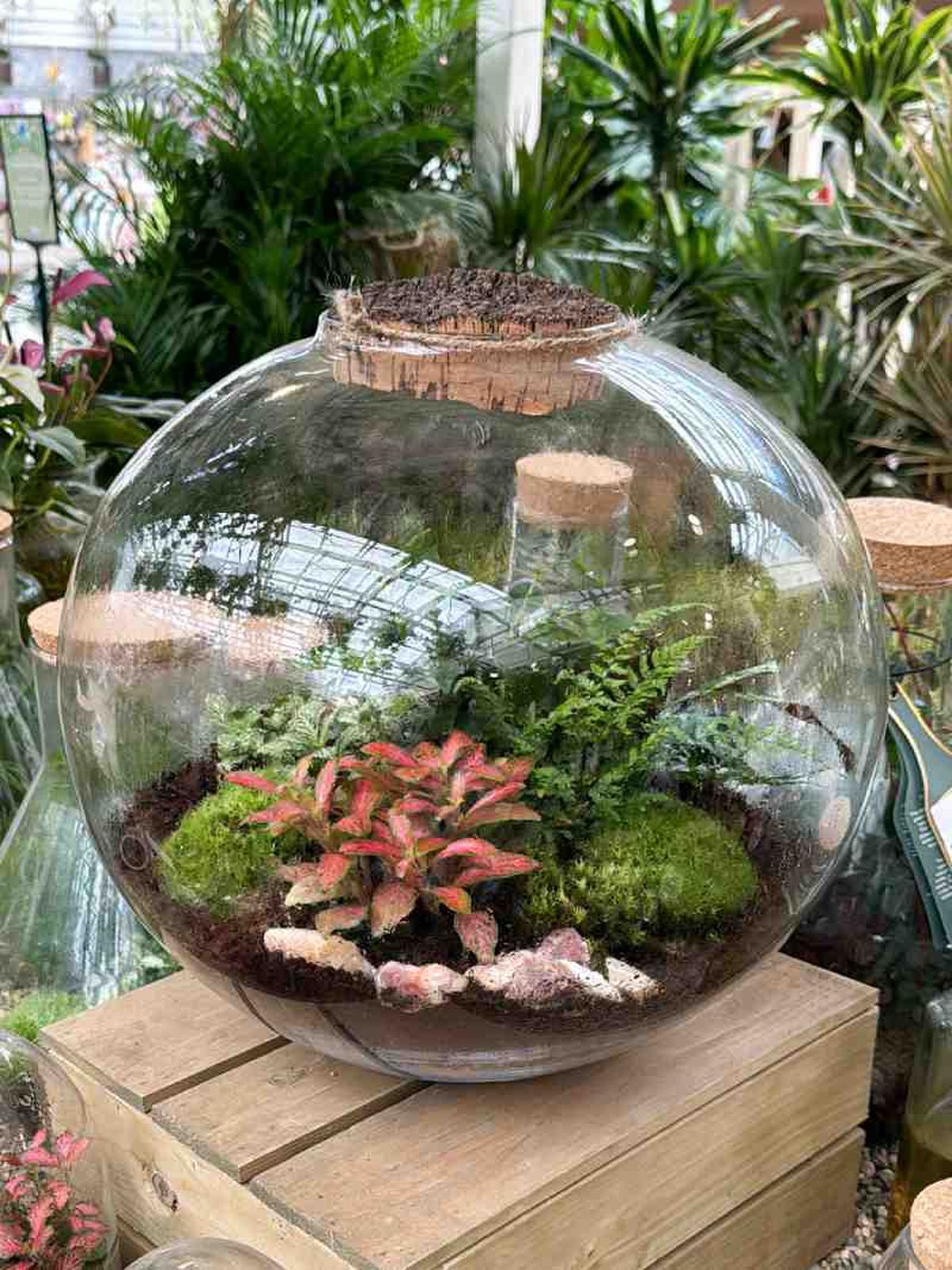 Hypoestes en terrario o jardín eterno