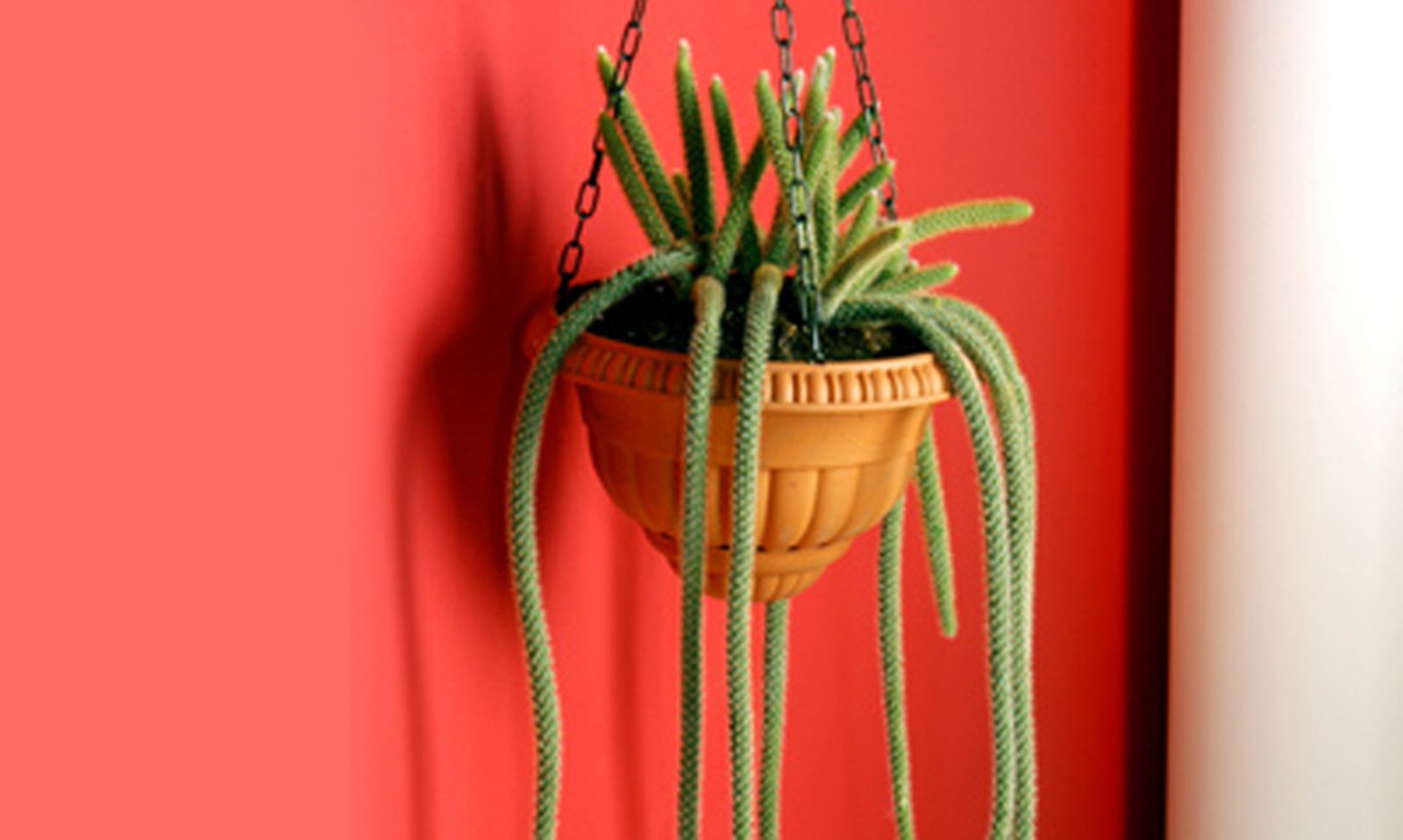 Cactus colgante
