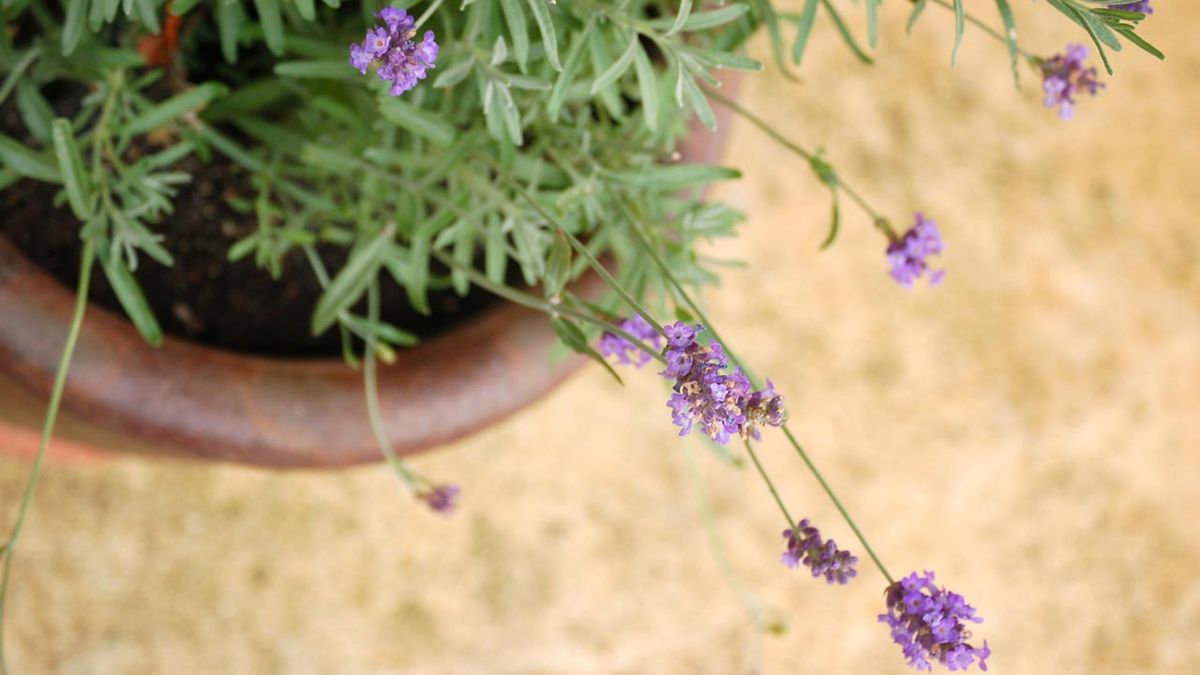 lavanda en tiesto