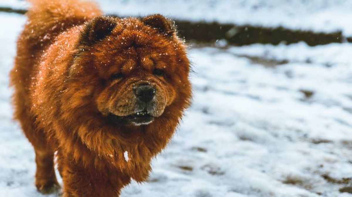 El Chow Chow es un perro de nieve que tiene su origen en China