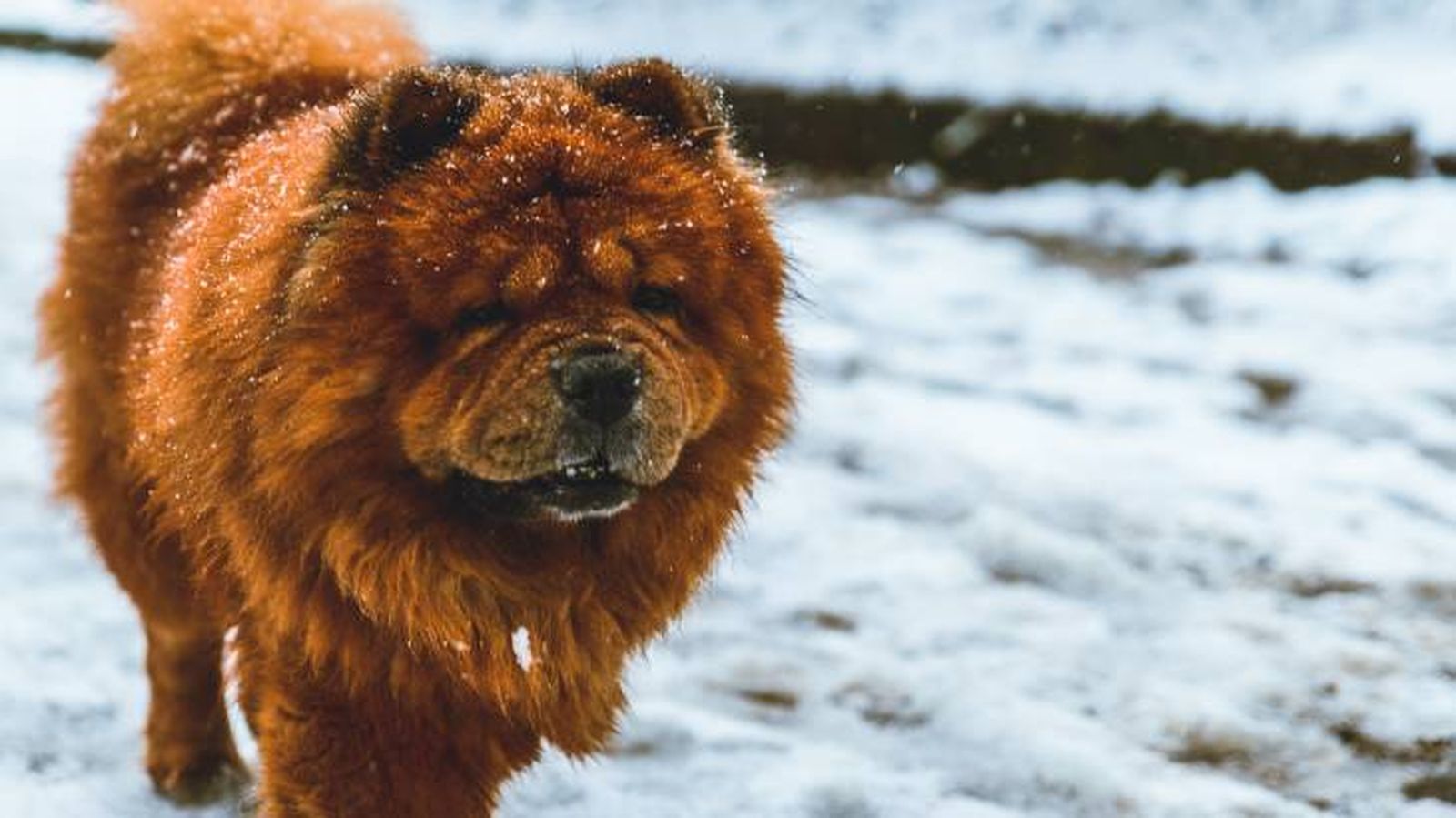El Chow Chow es un perro de nieve que tiene su origen en China El Chow Chow es un perro de nieve que tiene su origen en China