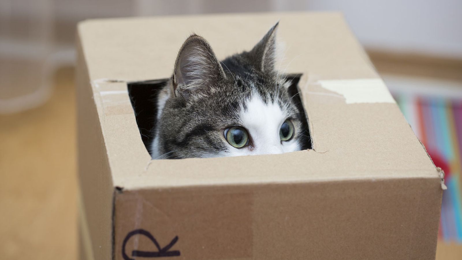 trucos para conseguir que tu gatito no te muerda2 trucos para conseguir que tu gatito no te muerda2