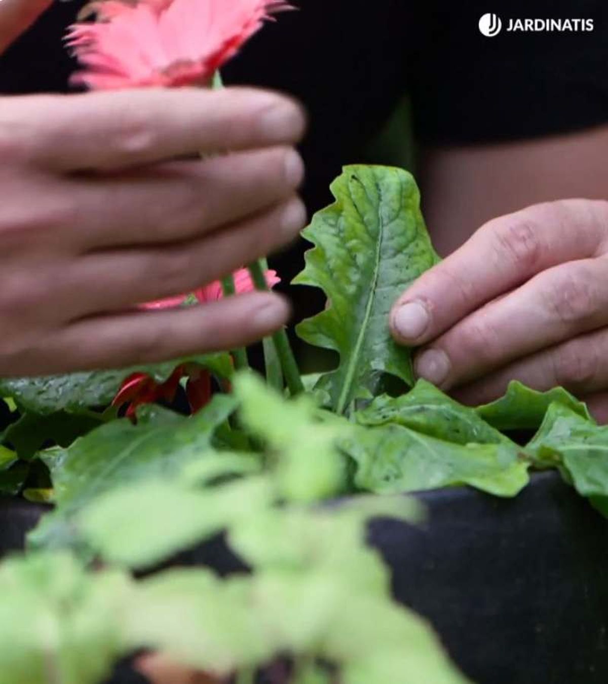 Planta gerbera con un inicio de clorosis férrica (
