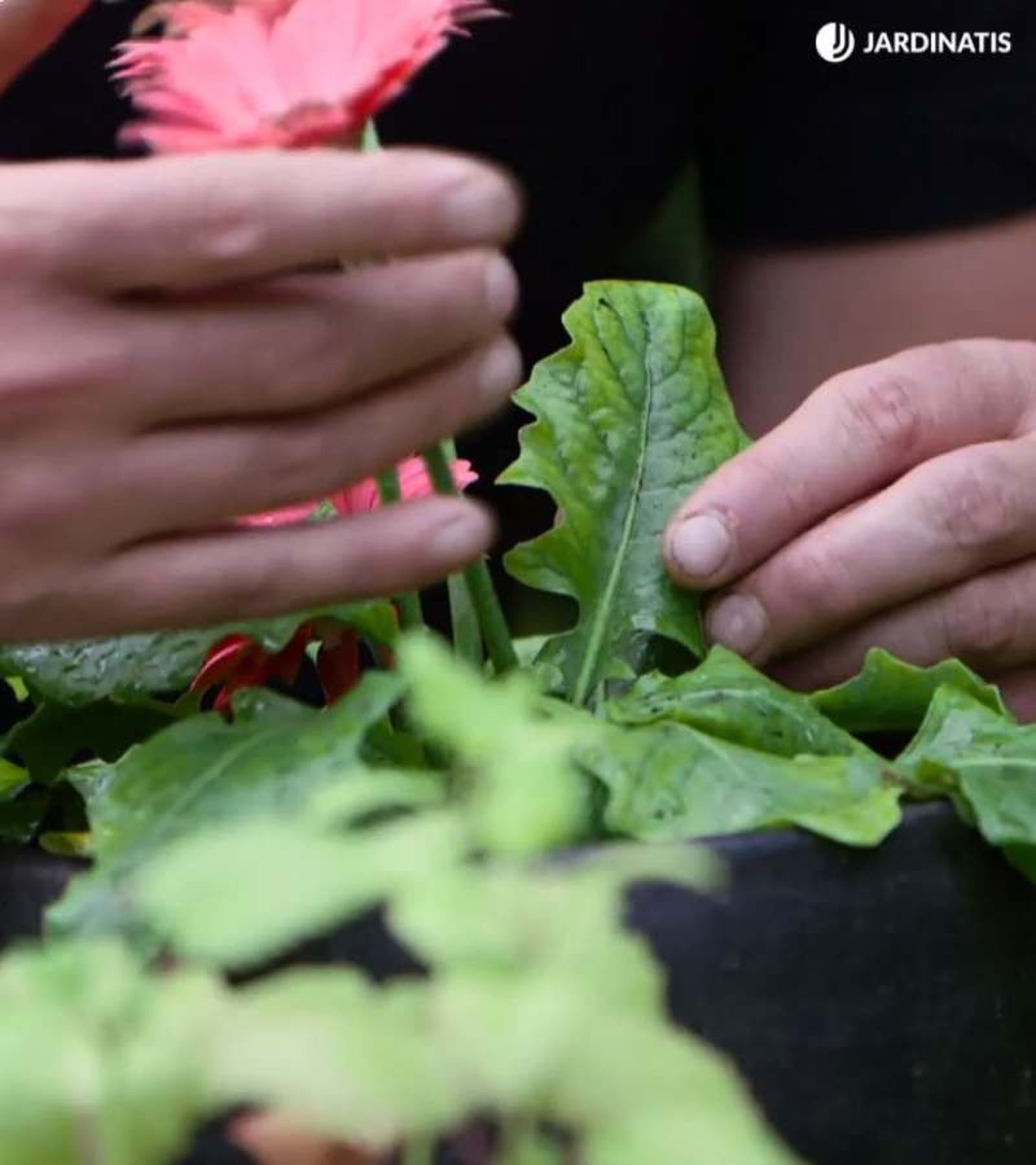 Planta gerbera con un inicio de clorosis férrica ( Planta gerbera con un inicio de clorosis férrica (