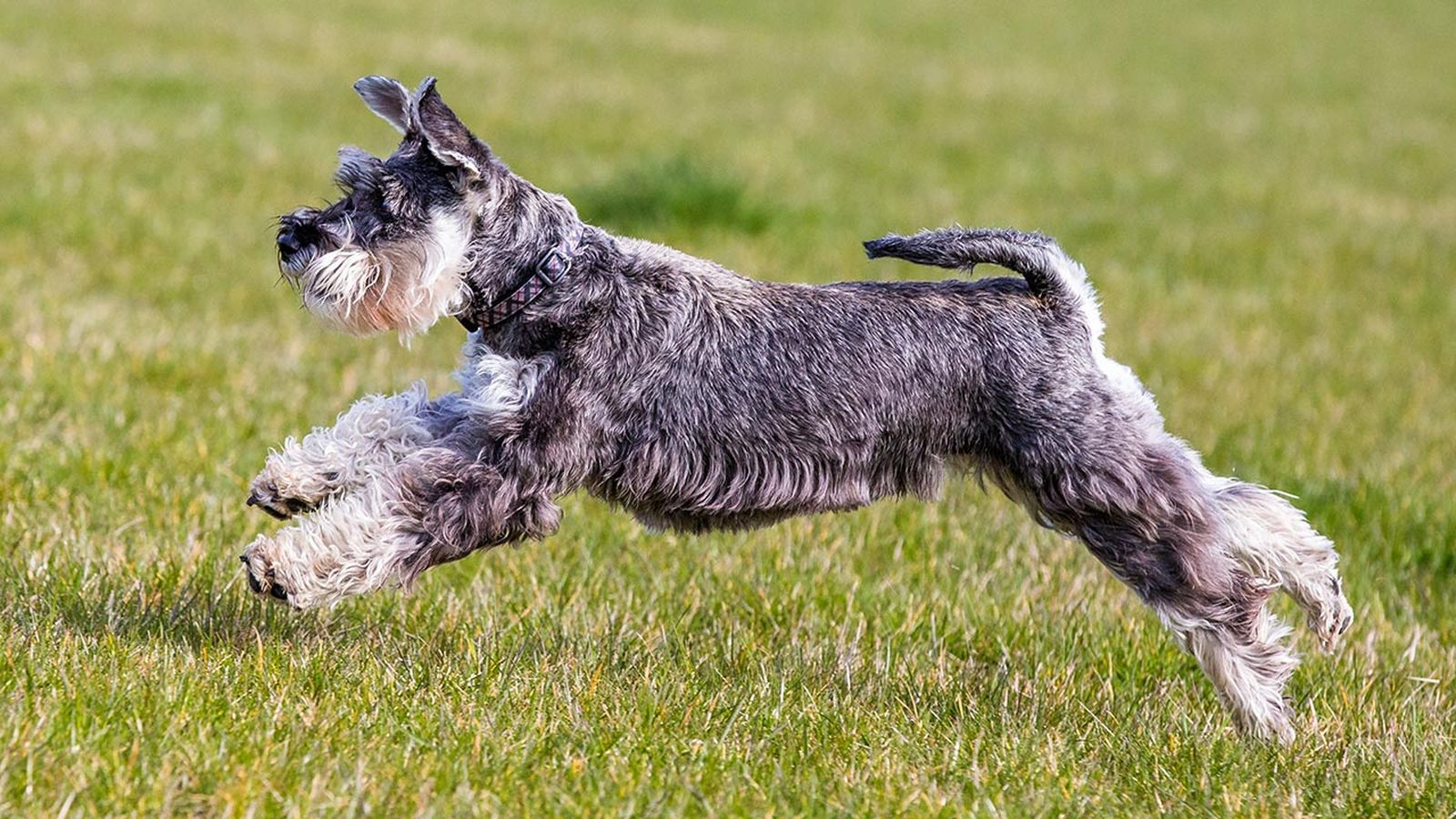 schnauzer enano 4 schnauzer enano 4