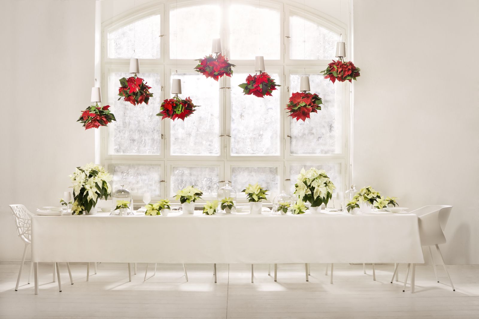 Macetas colgantes con Flor de pascua