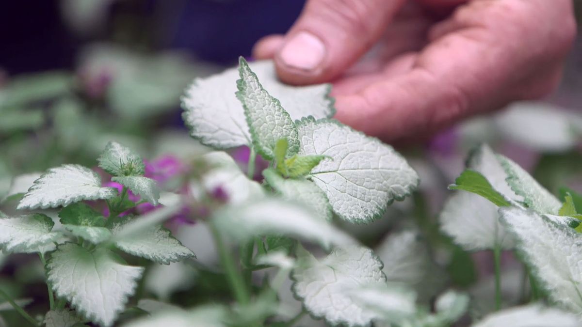 brico 0961 3 glecoma lamium beacon
