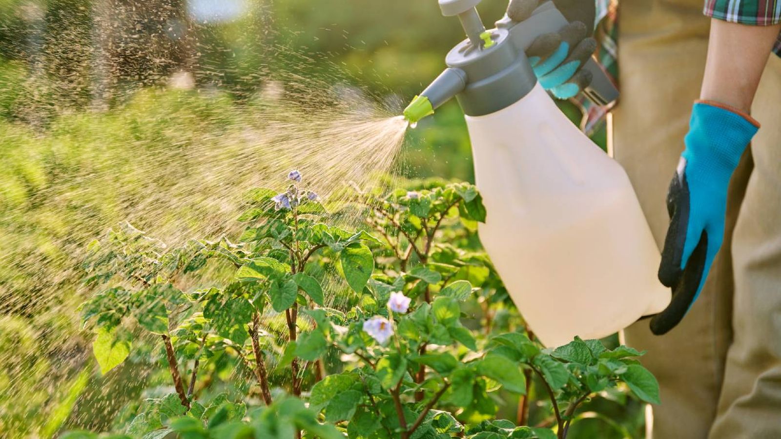 ¿Cómo podemos prevenir el pulgón blanco?