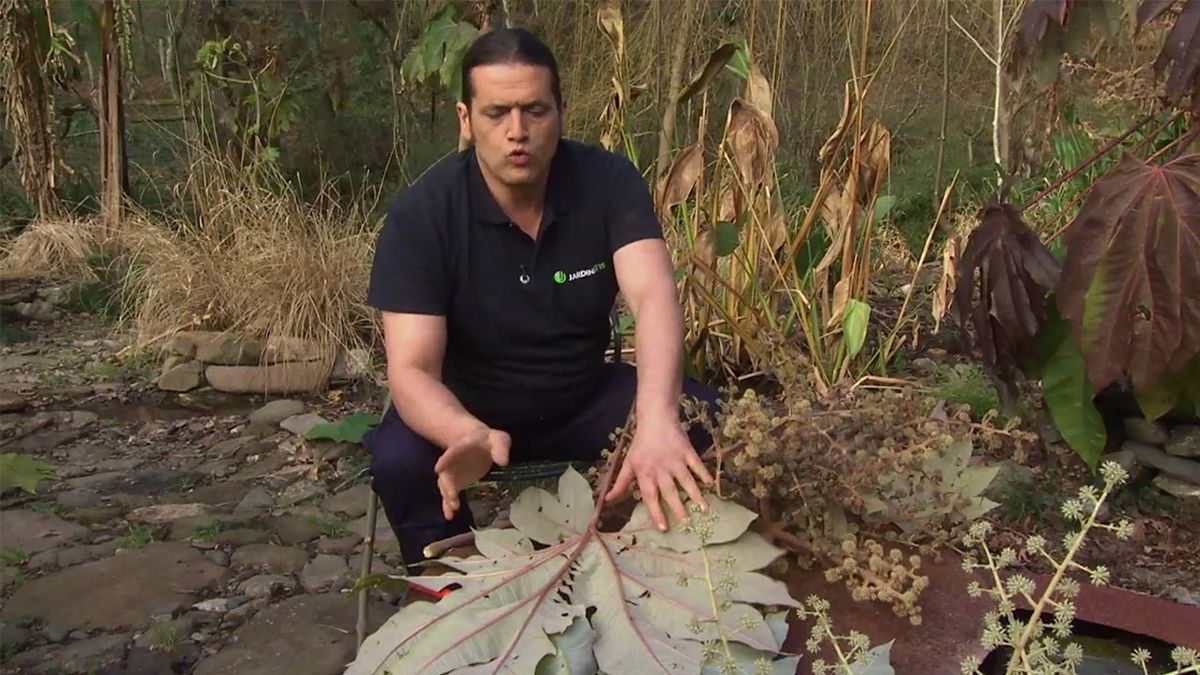 deco 760 jardin hoja del Tetrapanax papyrifer