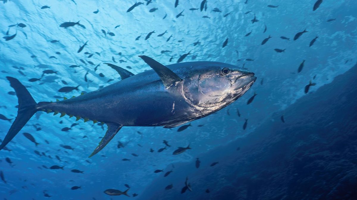 Atún de aleta amarilla (Thunnus albacarens)