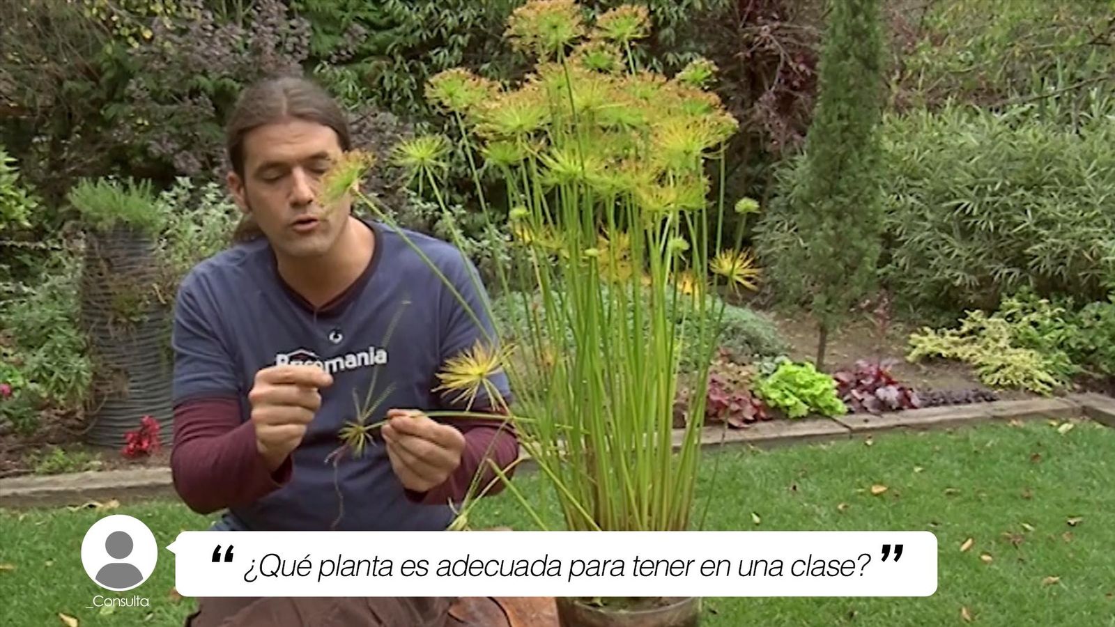 brico 721 planta adecuada para tener clase xl