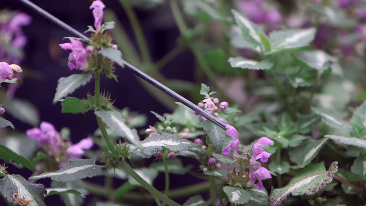 brico 0961 3 glecoma lamium lamium flor