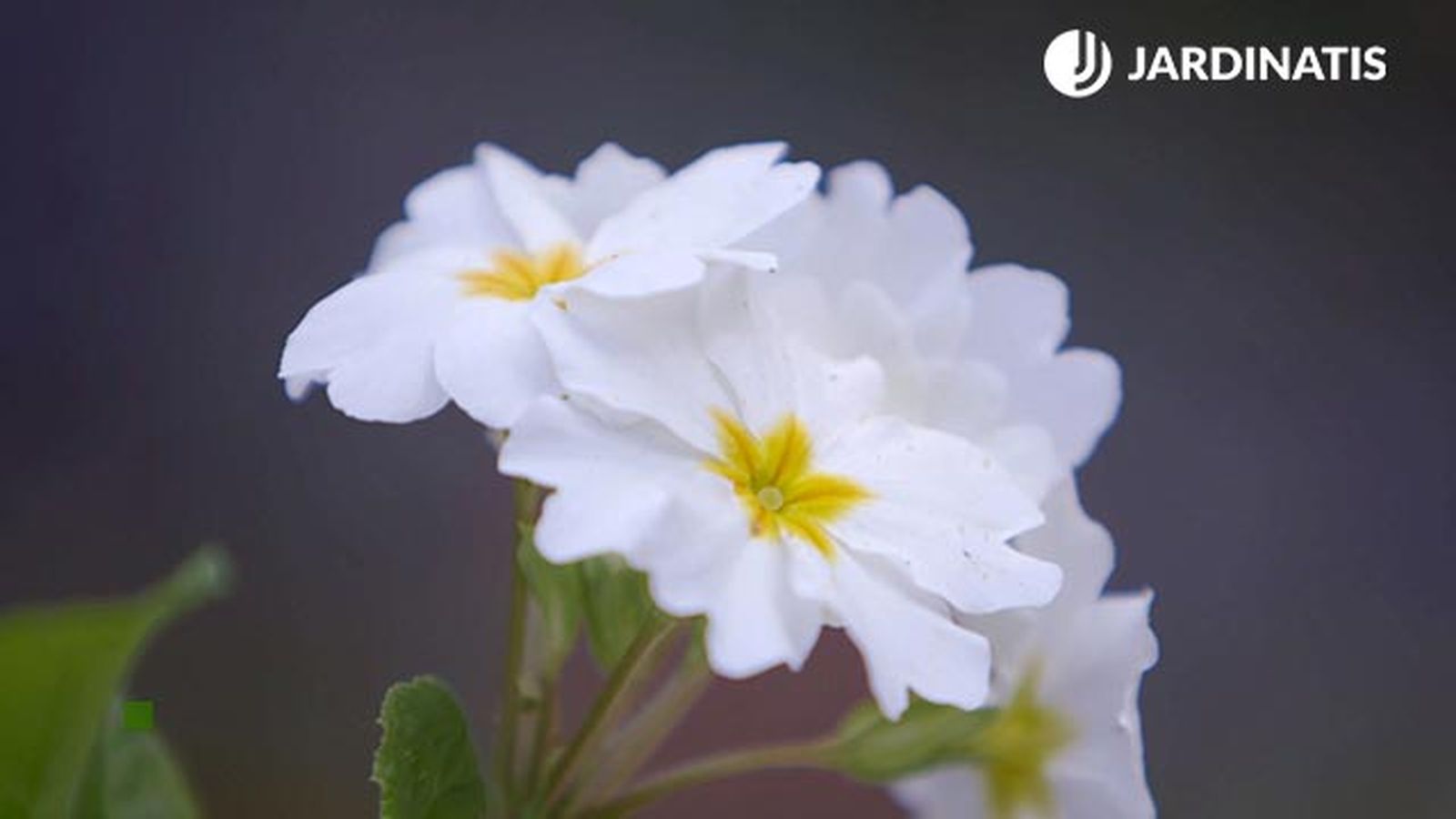 brico 0902 3 composicion bulbosas primulas brico 0902 3 composicion bulbosas primulas
