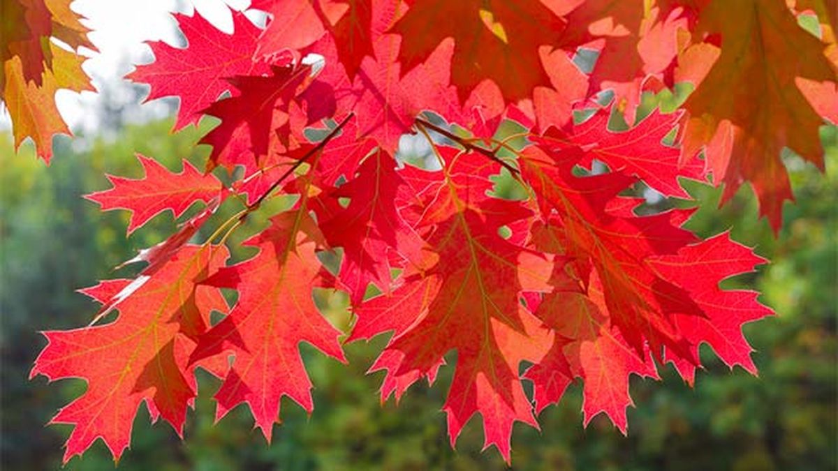 roble rojo americano arbol bonito en otono
