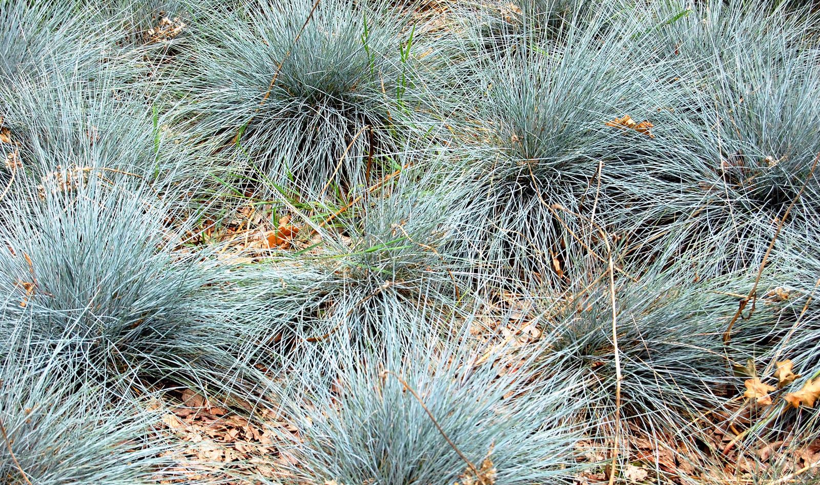 brico plantacion gramineas xl