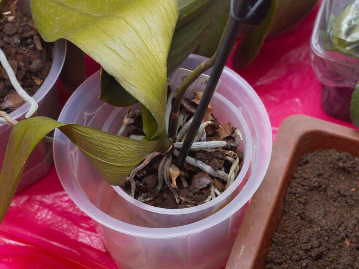 Un riego inadecuado puede dañar severamente a una orquídea.