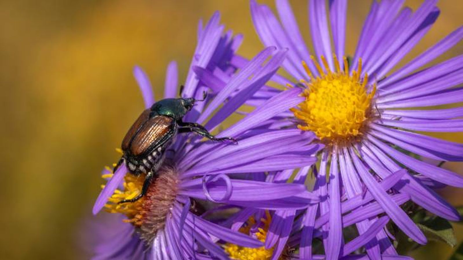 La polinización es una de las funciones de los insectos en la naturaleza La polinización es una de las funciones de los insectos en la naturaleza