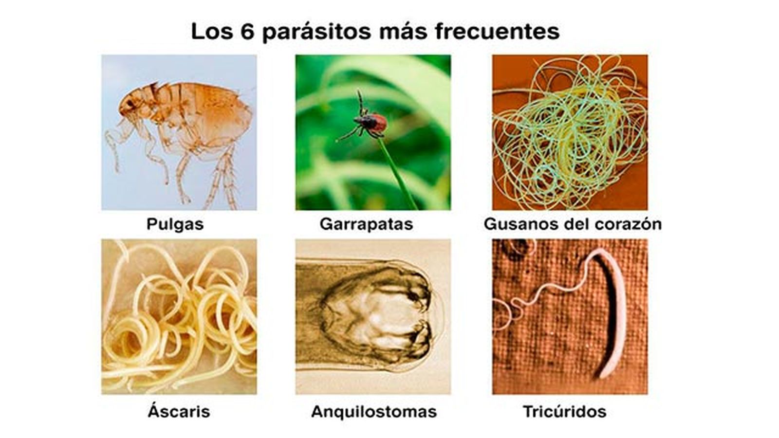 6 parasitos frecuentes perros 6 parasitos frecuentes perros