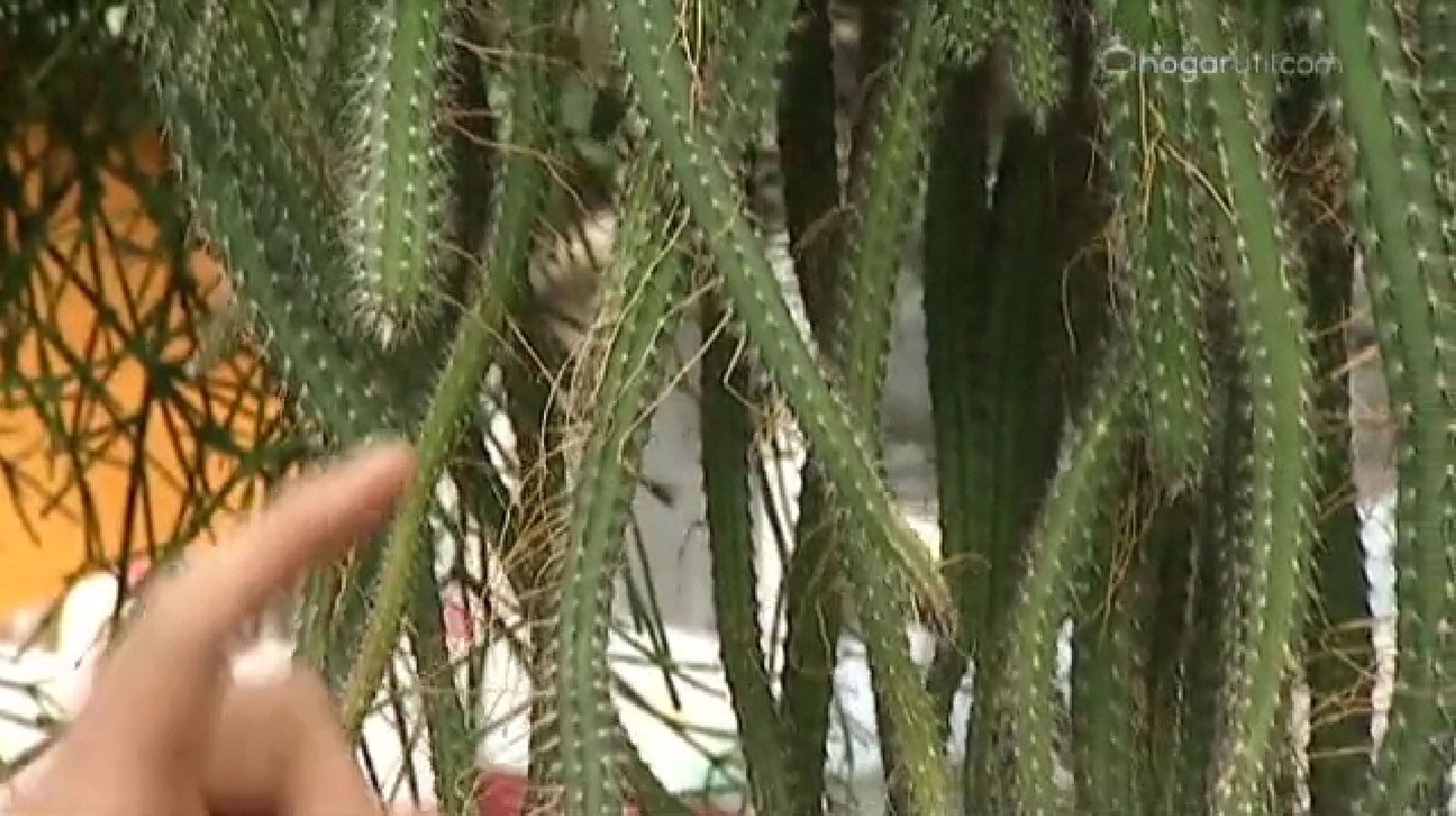 plantas crasas colgantes   Selenicereus Validus plantas crasas colgantes   Selenicereus Validus
