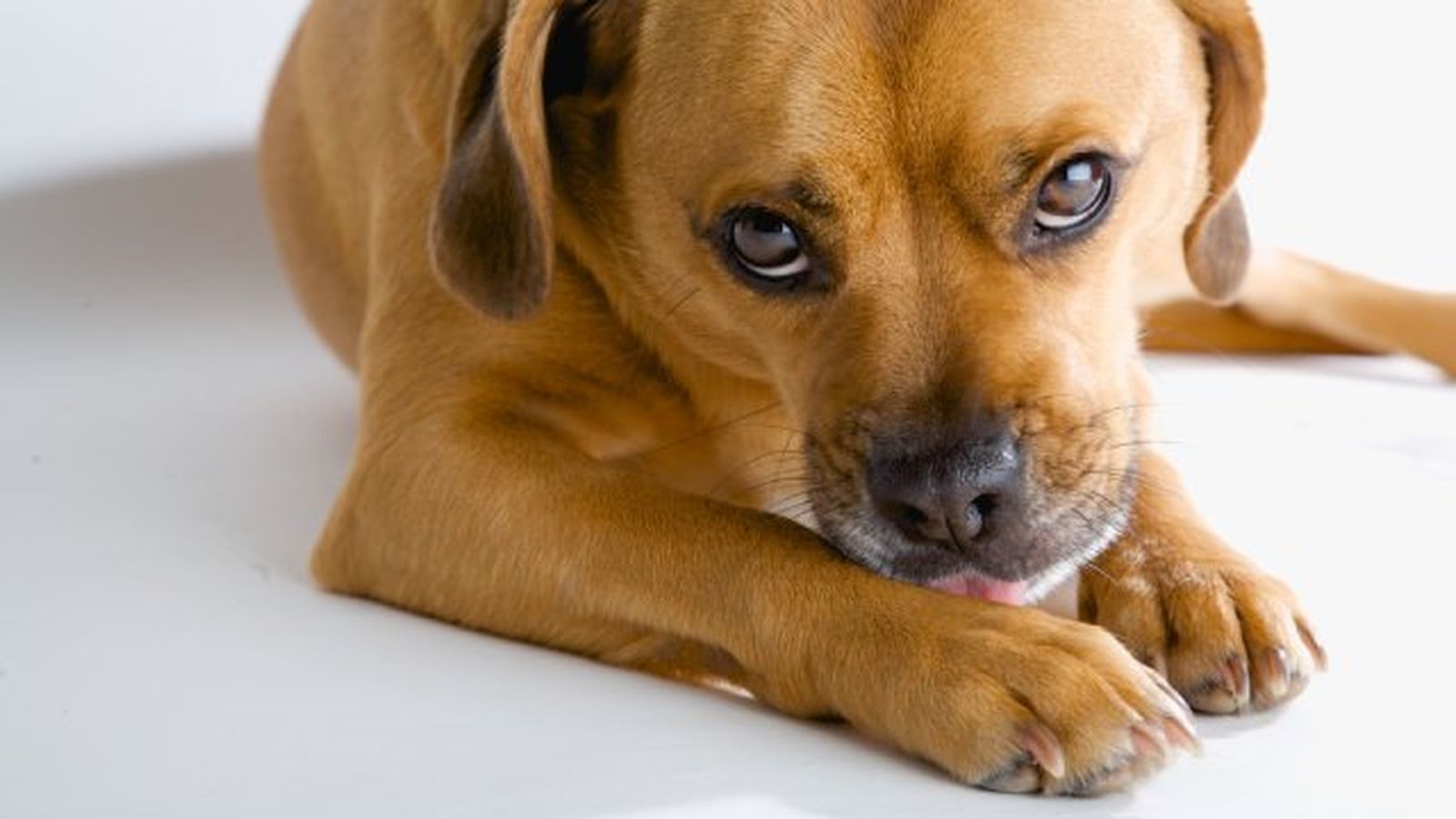 por que lamen los perros por que lamen los perros