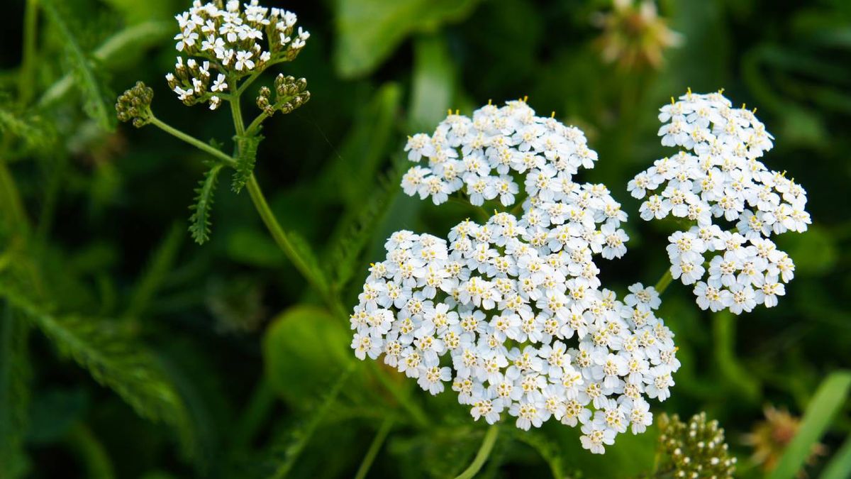 Plantas que mejoran la calidad del suelo: Milenrama