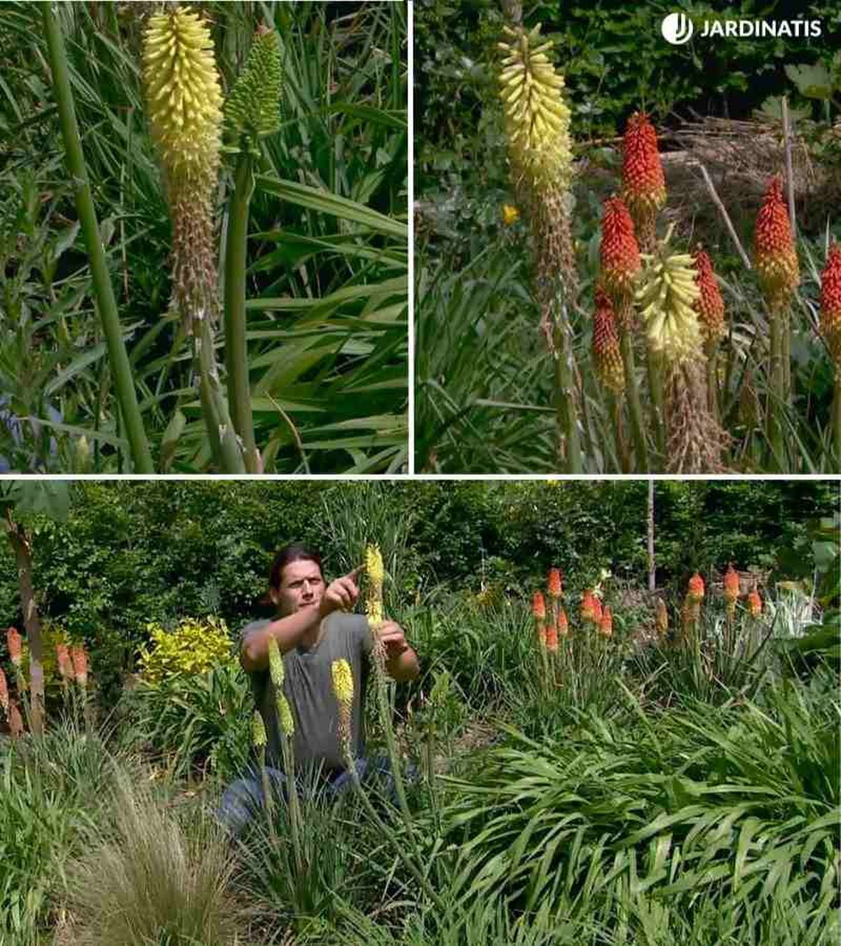 Tonalidades de la inflorescencia de la planta tritoma