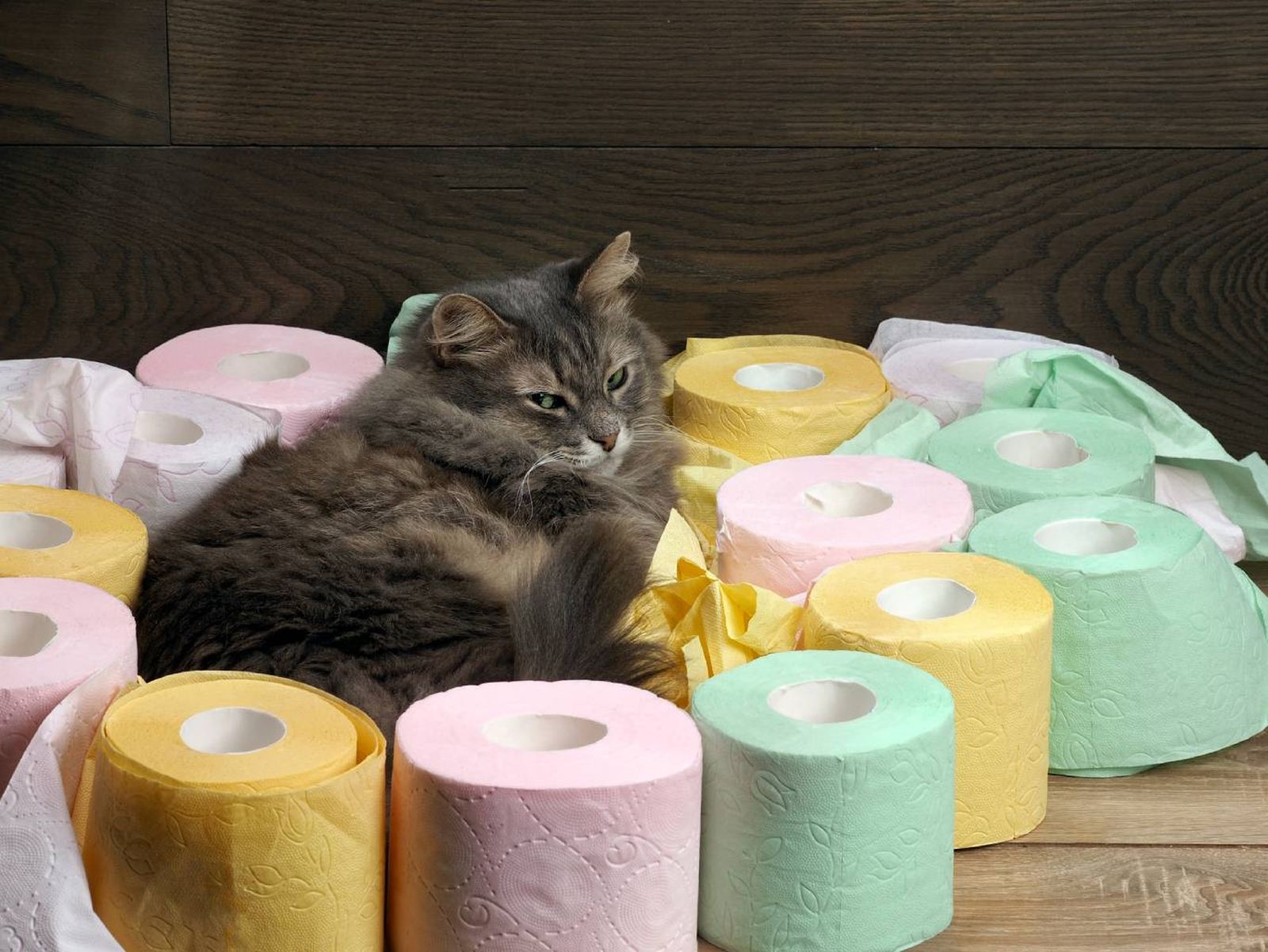 Algunos de los probióticos más comunes para gatos incluyen marcas como FortiFlora de Purina o Pro-Kolin. Algunos de los probióticos más comunes para gatos incluyen marcas como FortiFlora de Purina o Pro-Kolin.