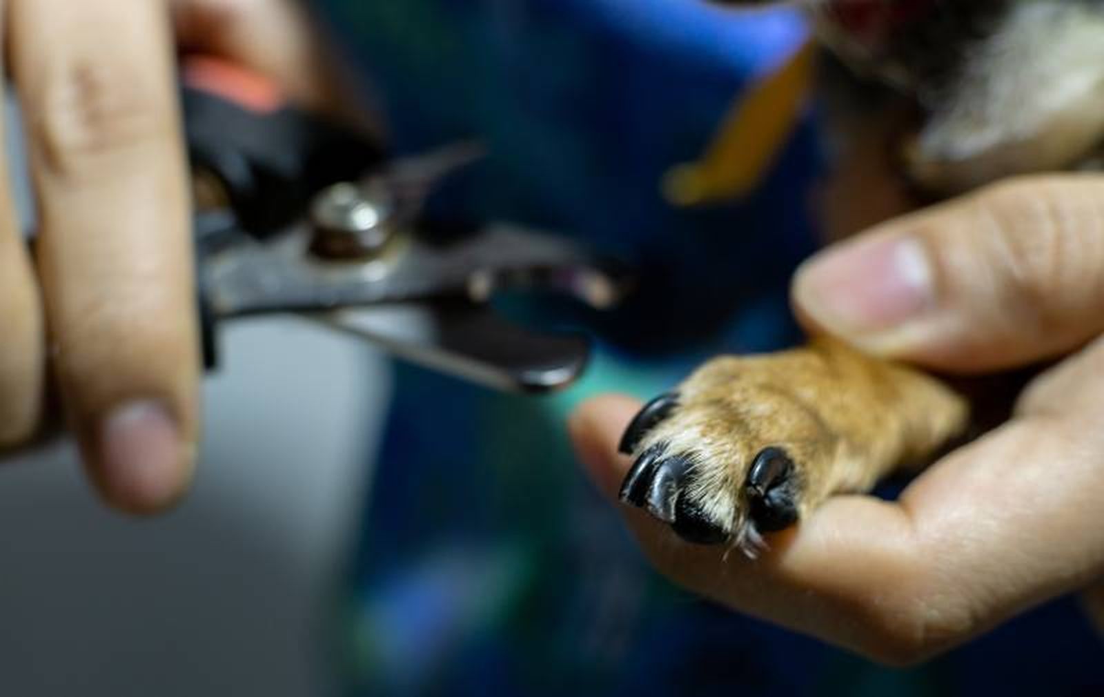 Consejos Para Cortar Las U as De Tu Perro Sin Estr s Ni Riesgos