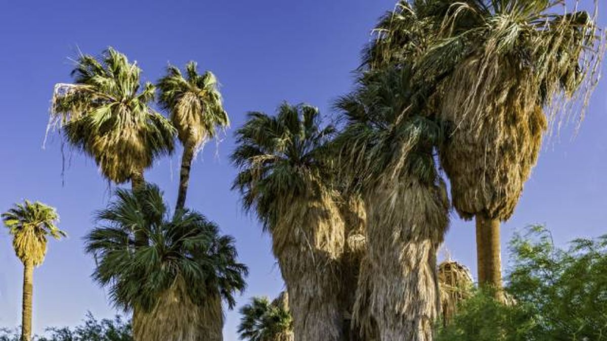 palmera de abanico californiana