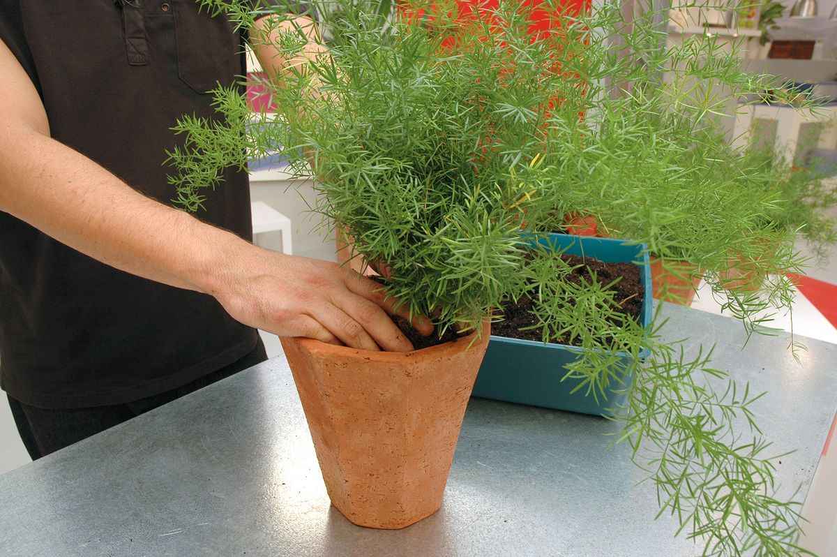 Composición con helechos y esparragueras p6