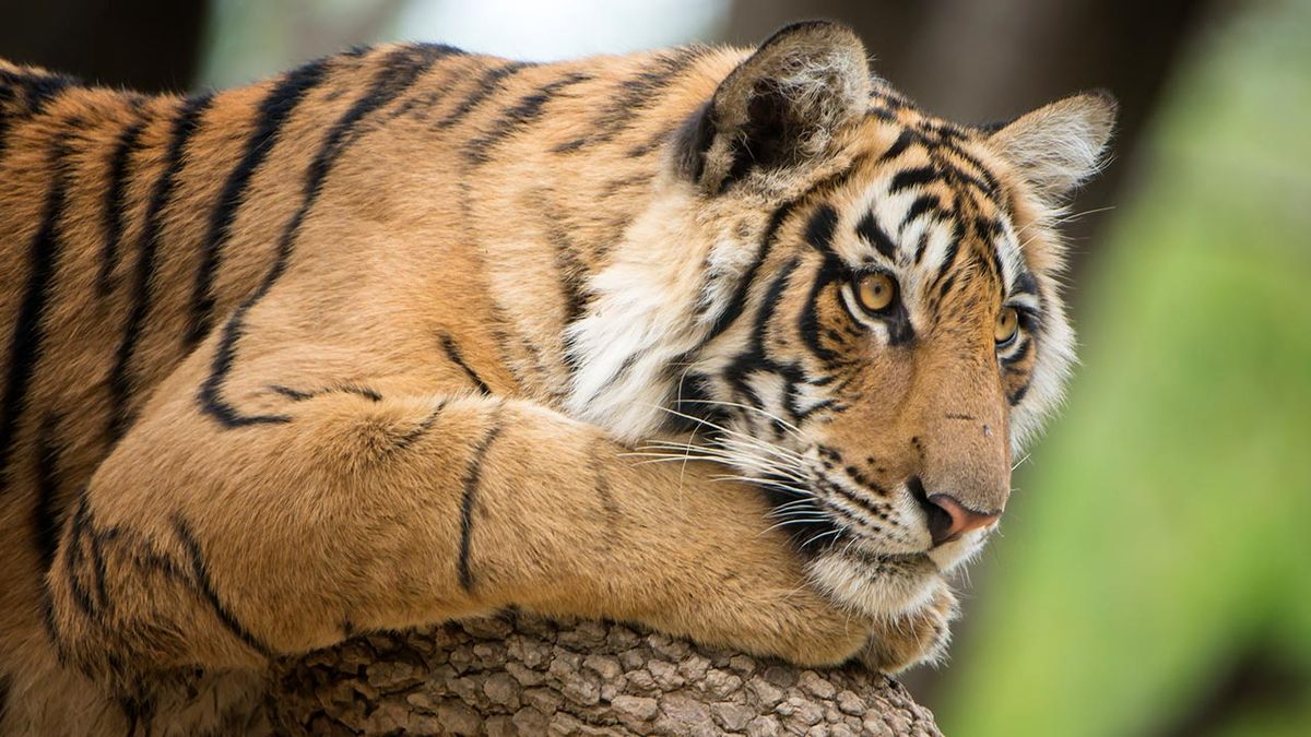 curiosidades tigre 1