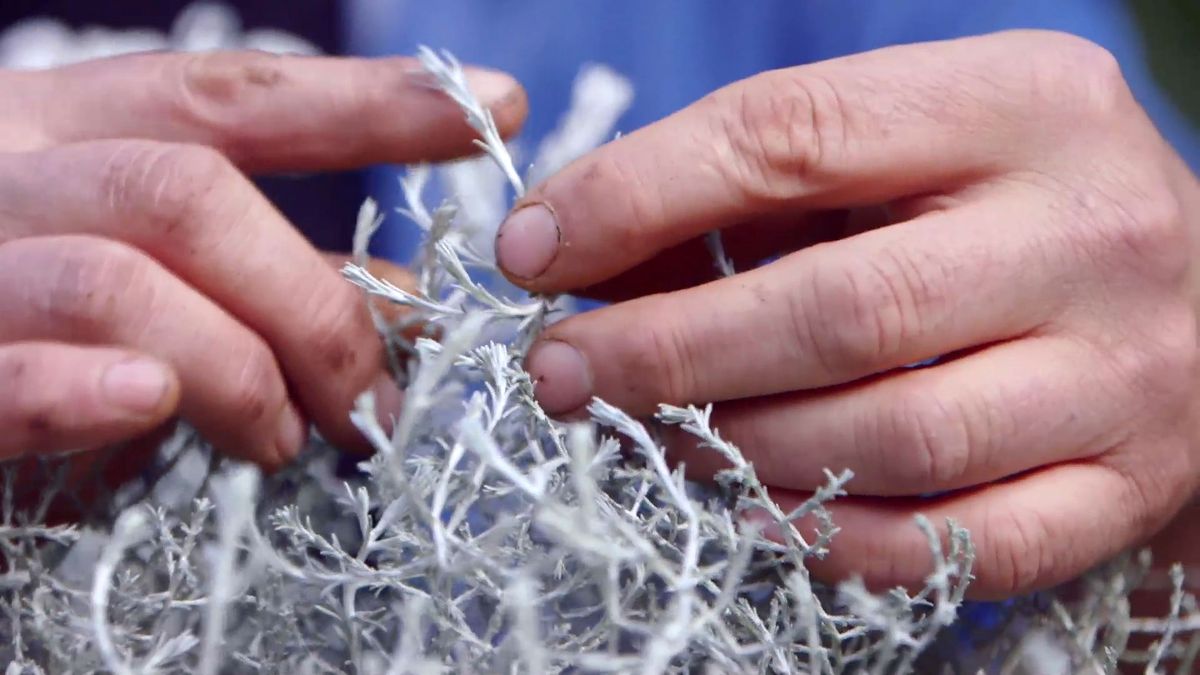 brico 951 3 eremophila nivea plantas follaje blanco calocephalo