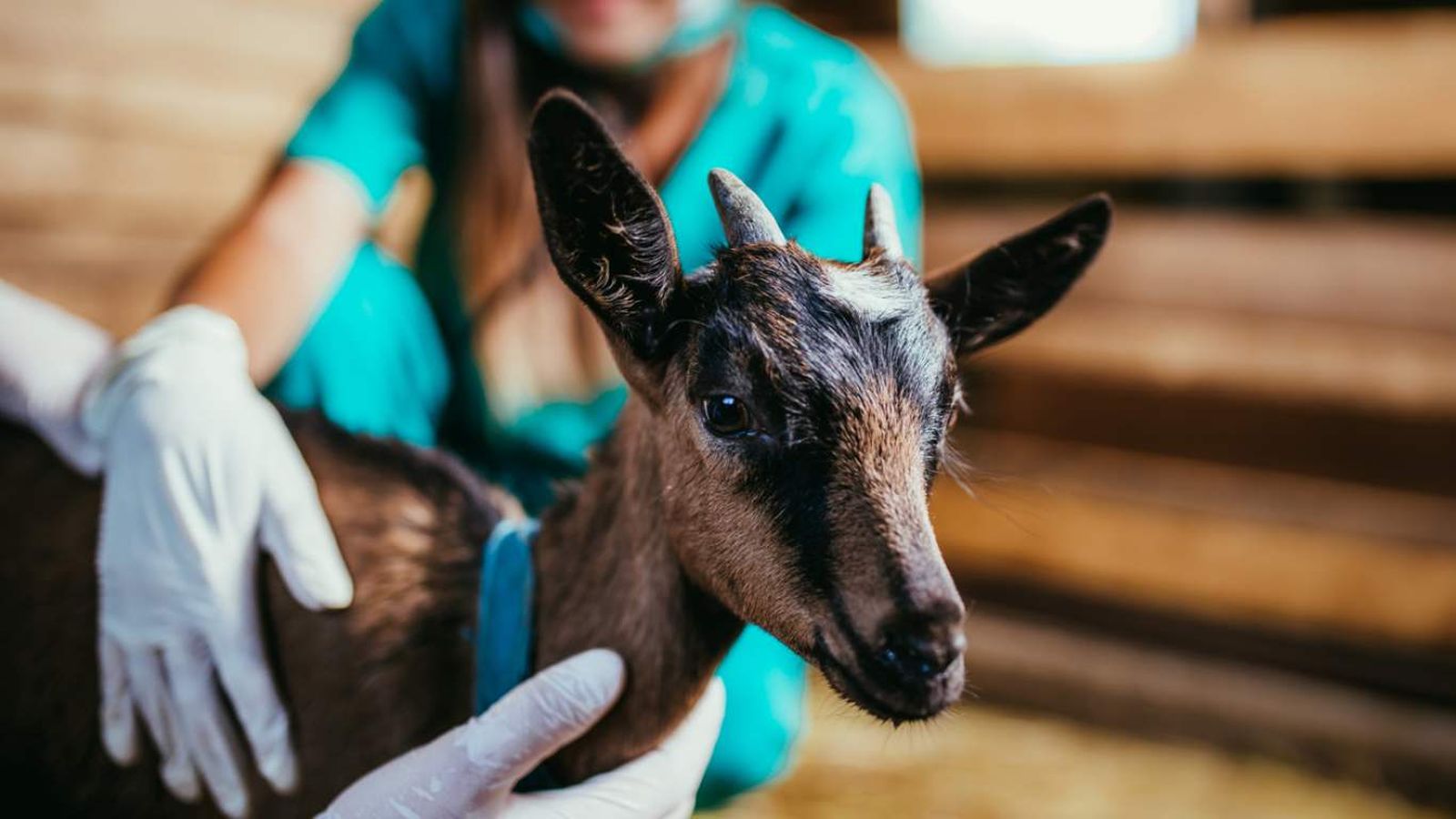 Cabrito con veterinarios.