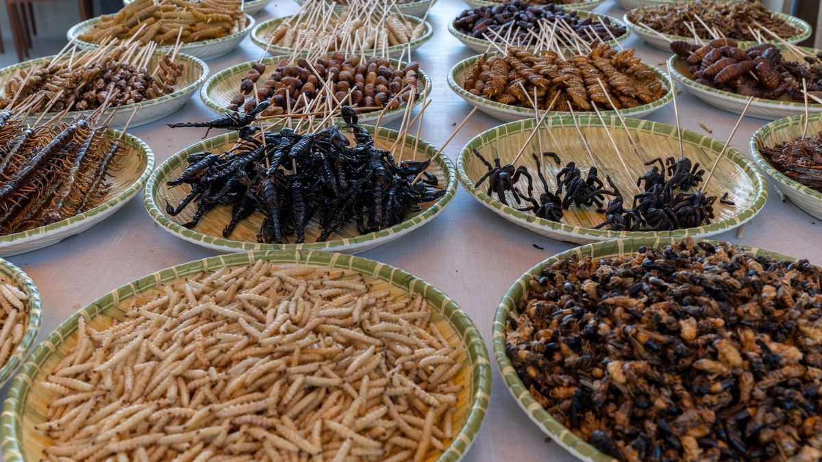 Los insectos comestibles son una fuente de proteína de altísima densidad