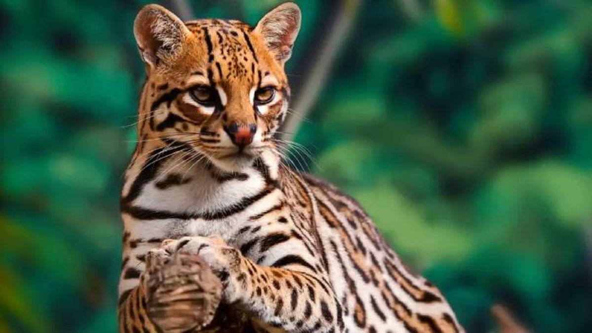 animales que empiezan por o ocelote (1)