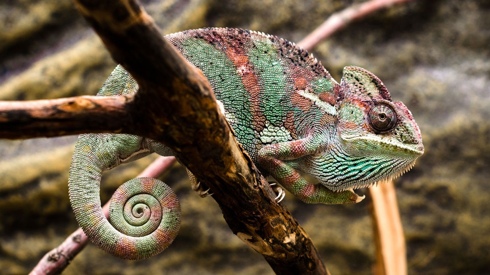camaleon colores camaleon colores