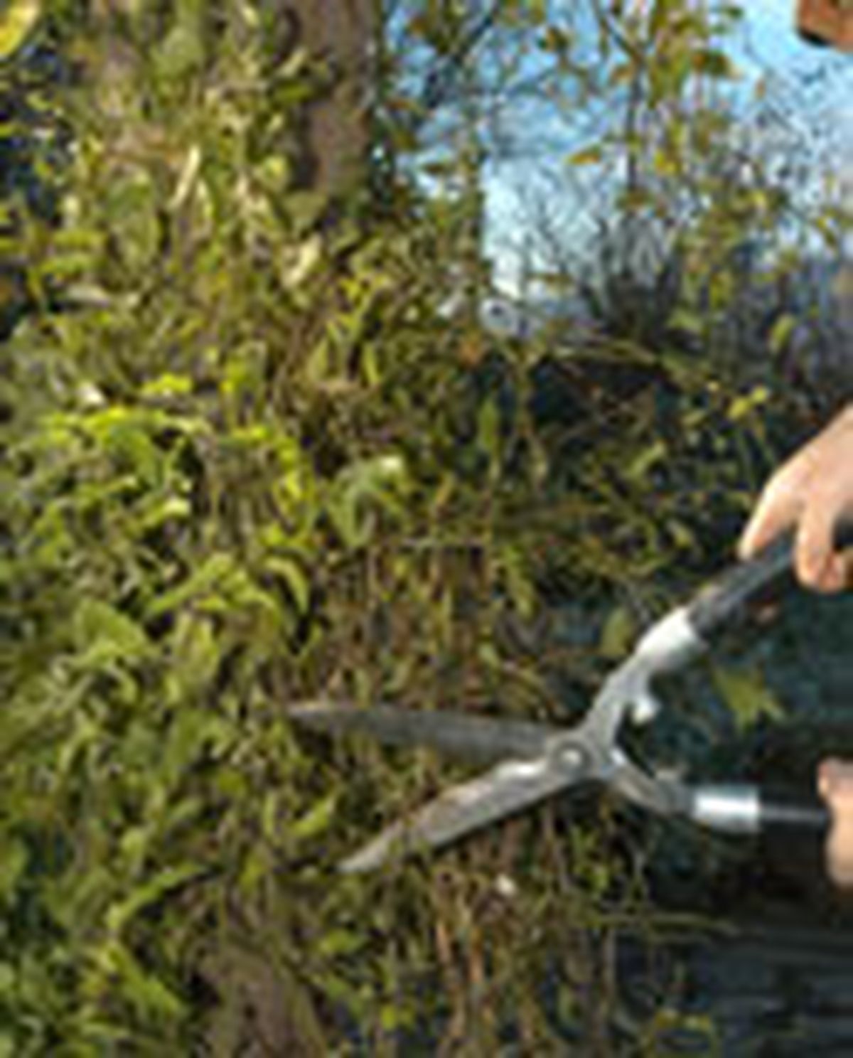 guiar enredadera p03