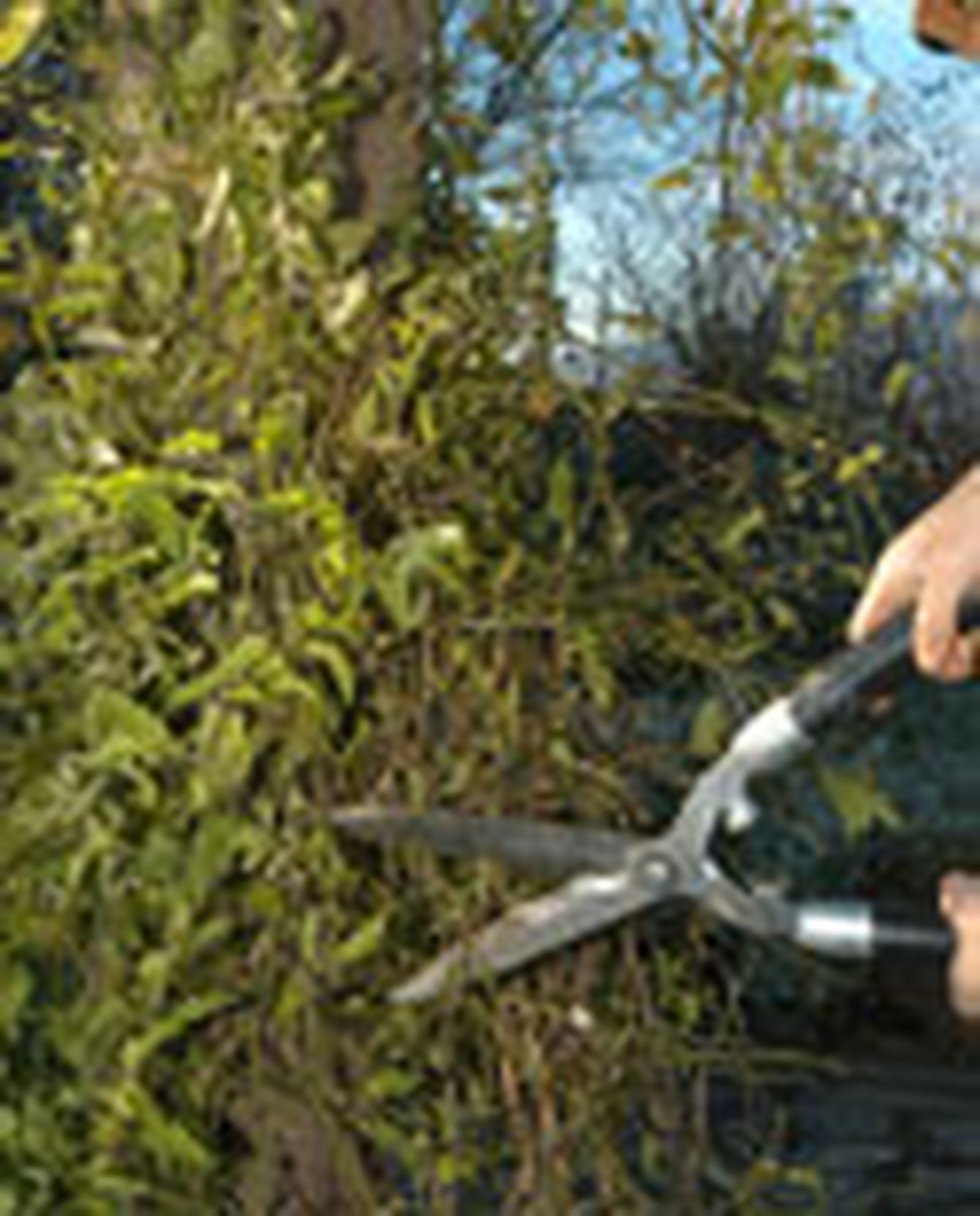 guiar enredadera p03 guiar enredadera p03