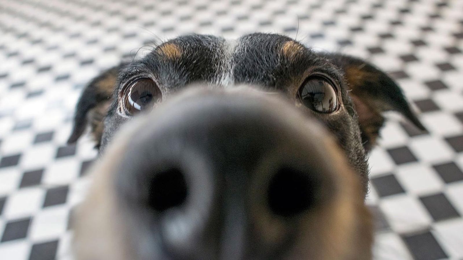 cosas que a tu perro no le gustan mascotas 1 cosas que a tu perro no le gustan mascotas 1