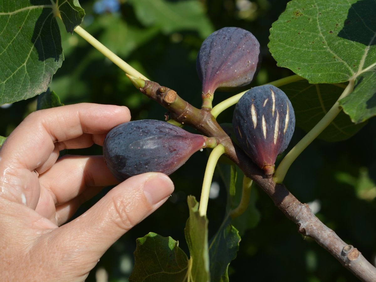 La higuera puede dar dos frutos al año: brevas al inicio del verano e higos al final.