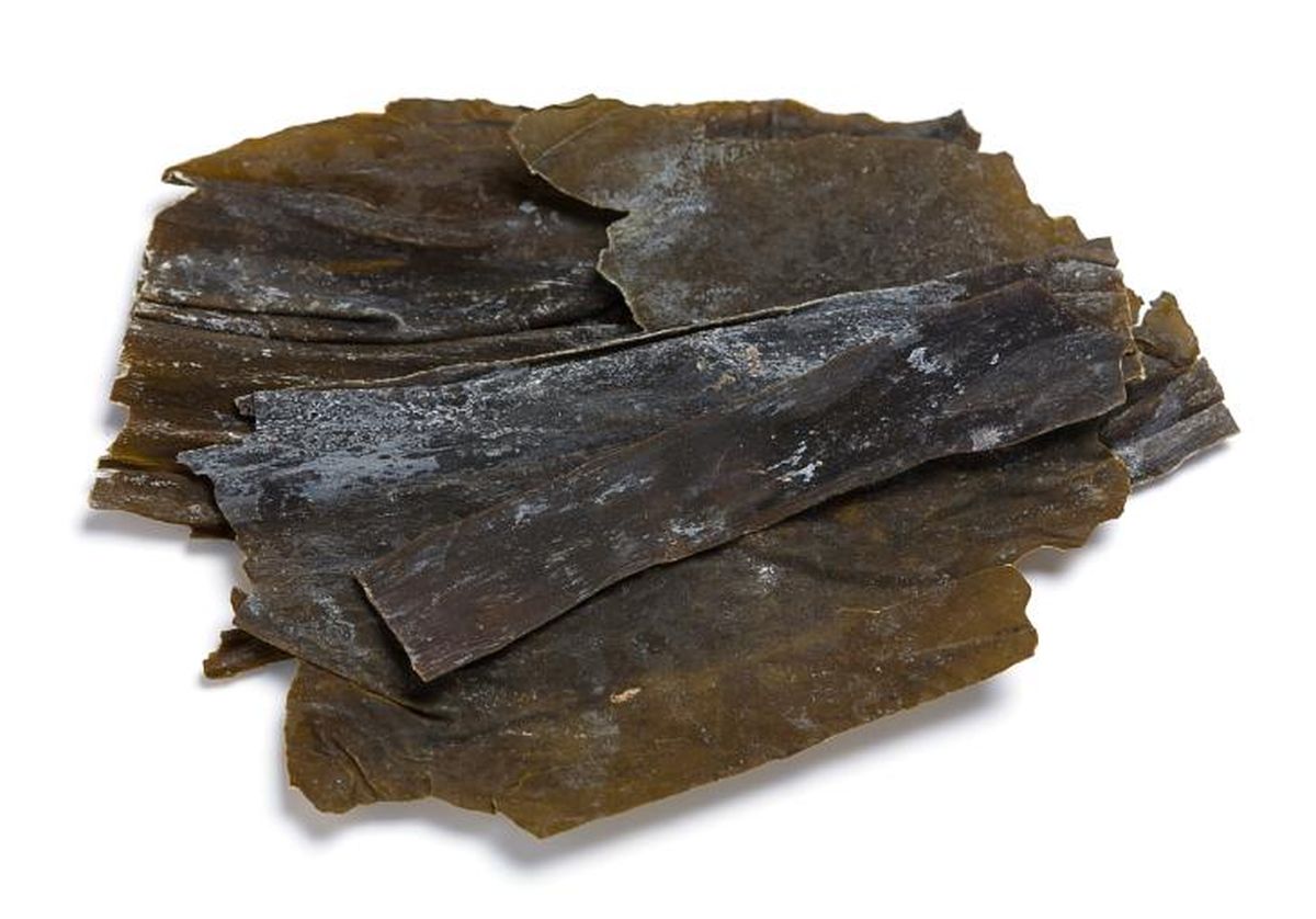 alga kombu quinto sabor umami