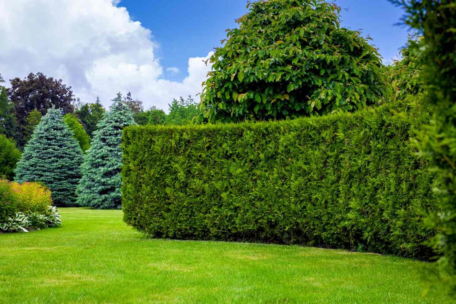 Los árboles de hoja perenne pueden ayudarte a delimitar tu jardín