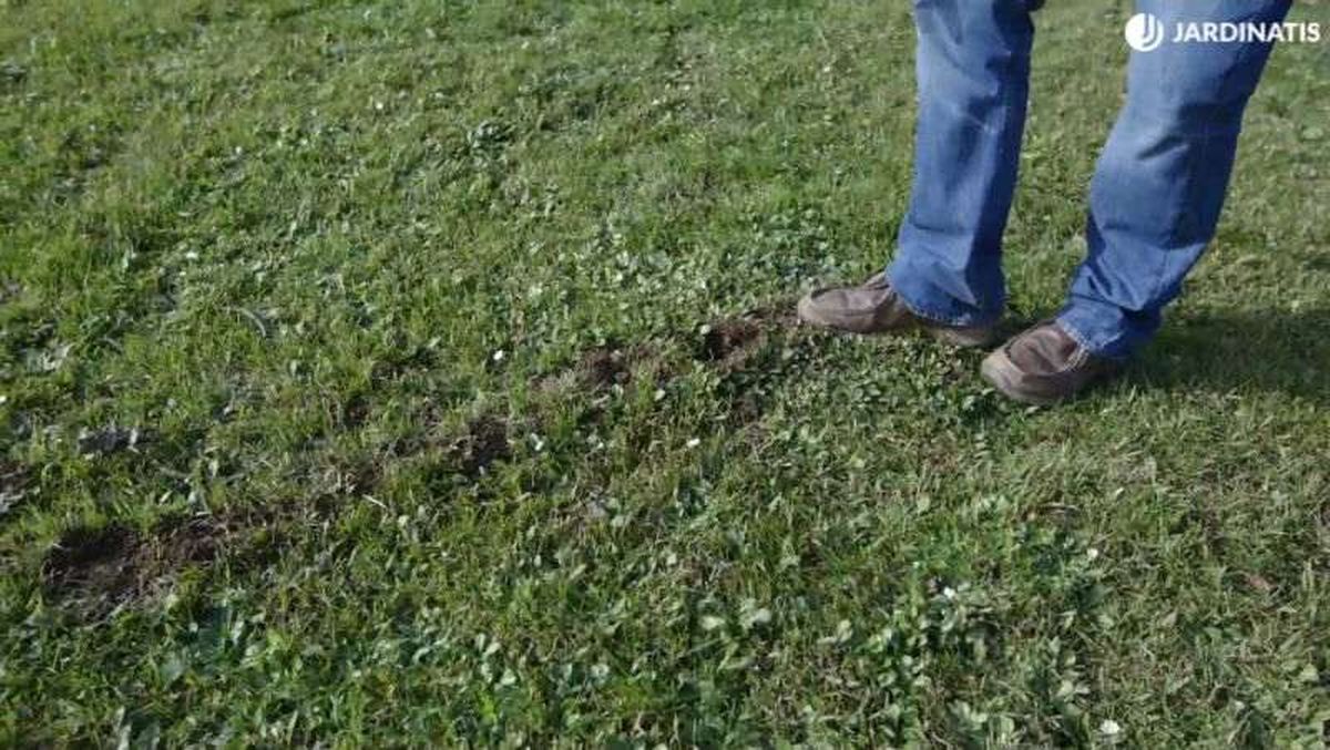 Los topillos crean galerías superficiales en el suelo del césped.