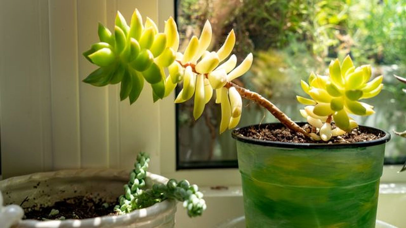 Sedum alice evans Sedum alice evans