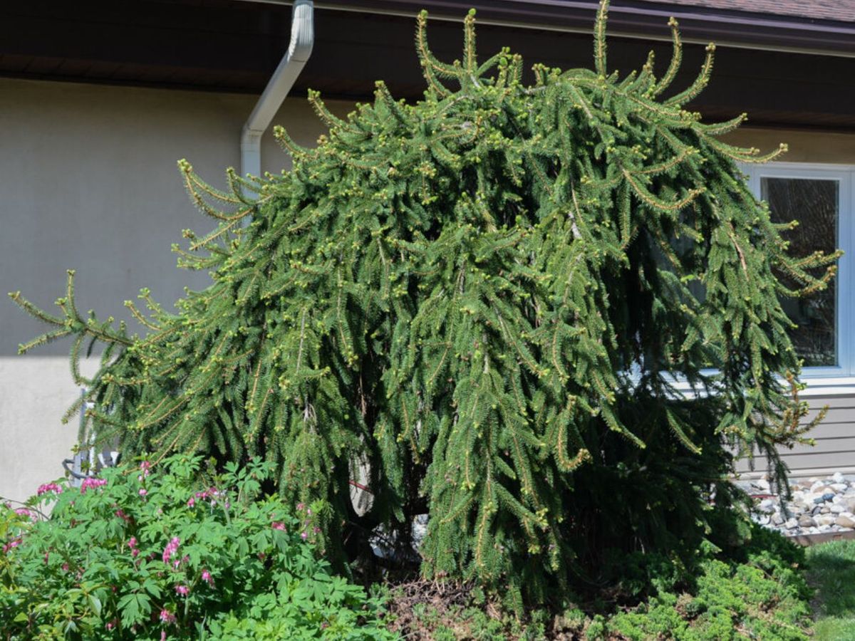 Abies excelsa Pendula.