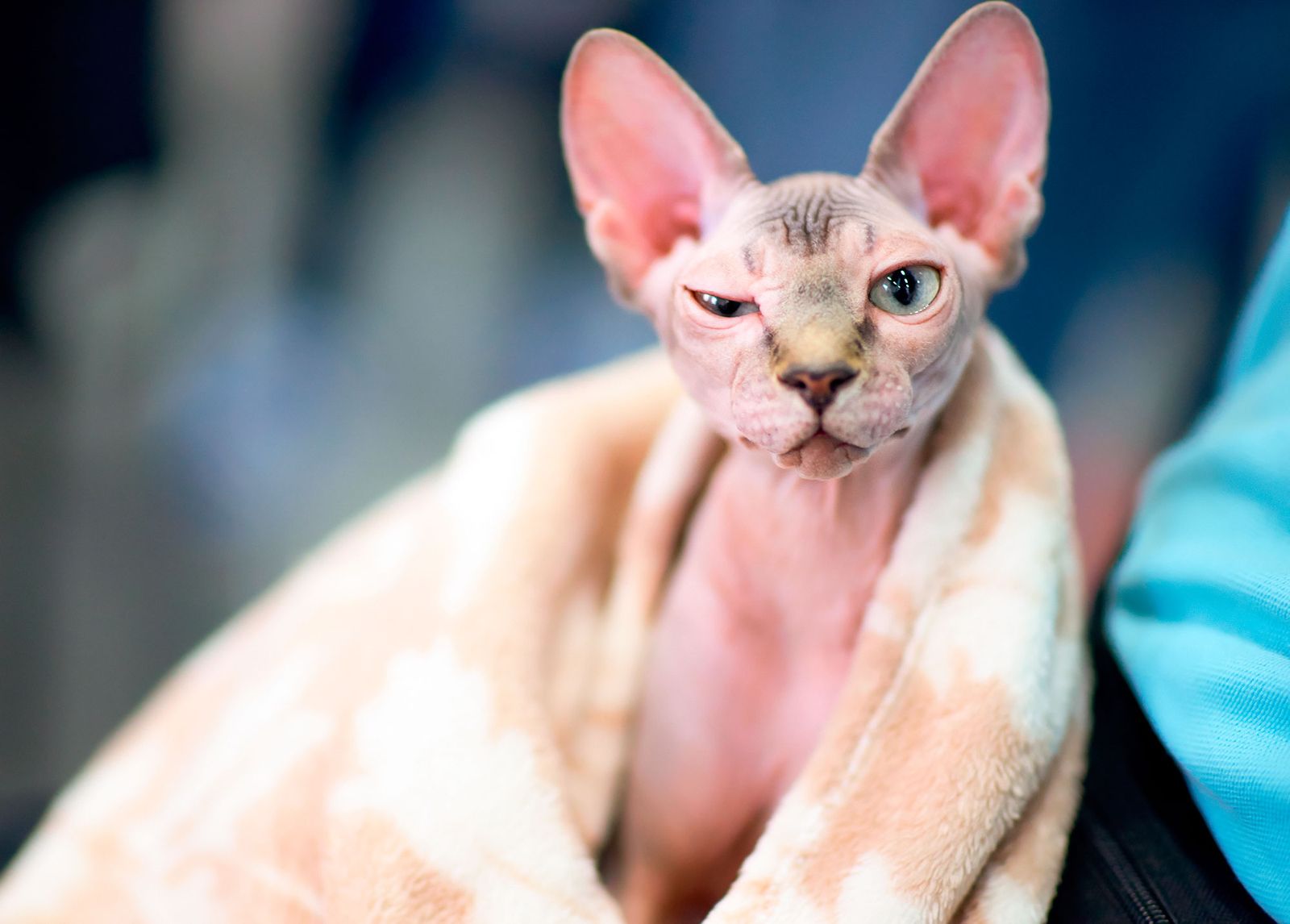 mascotas gatos raza esfinge cuidados mascotas gatos raza esfinge cuidados