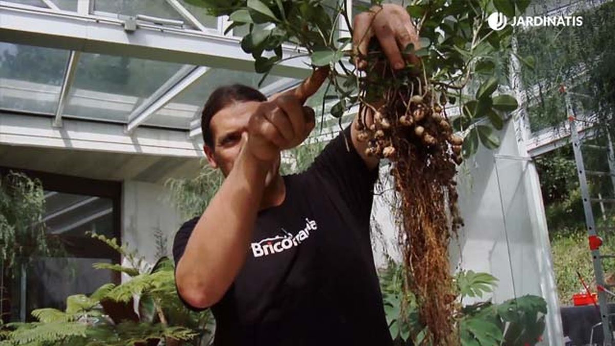 como se cultiva la planta del cacahuete siembra recolecta xl brico 845